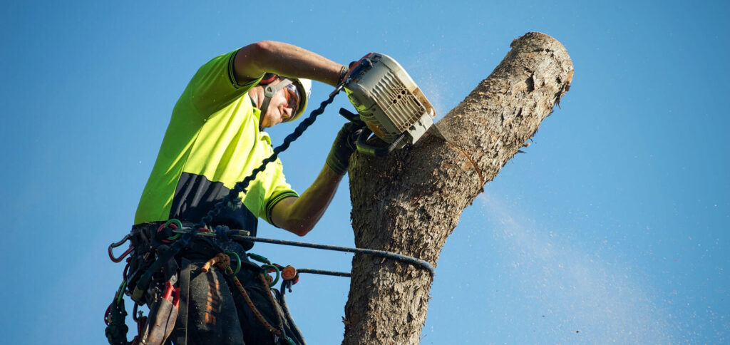 Reliable Arborist North Sydney: Enhancing Your Tree's Longevity