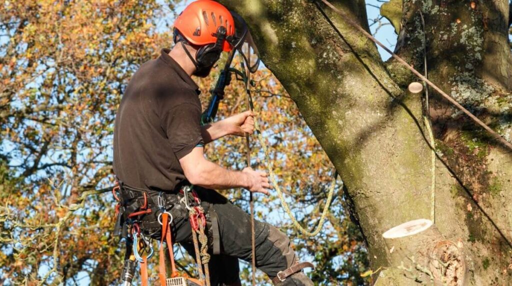 Reliable Arborist North Sydney: Enhancing Your Tree's Longevity