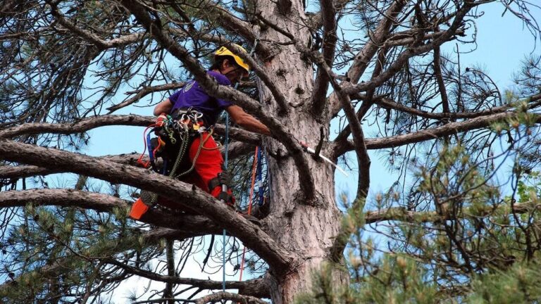 Reliable Arborist North Sydney: Enhancing Your Tree's Longevity