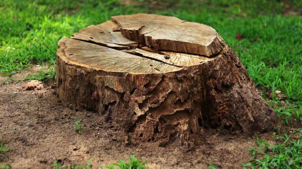 Top Stump Grinding Services: Clearing Stumps with Ease