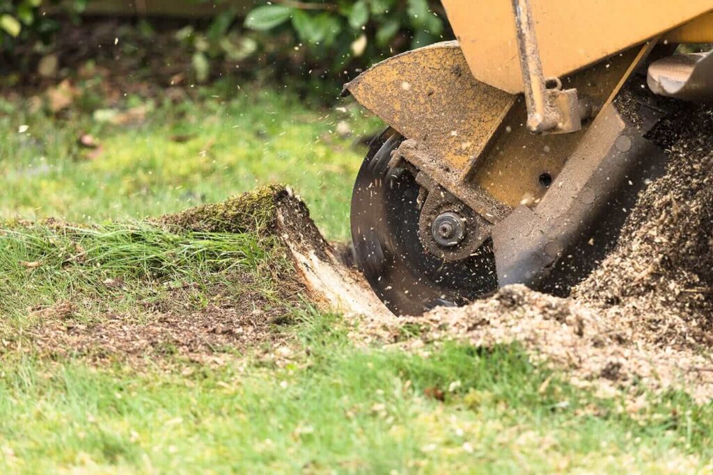 Top Stump Grinding Services: Clearing Stumps with Ease