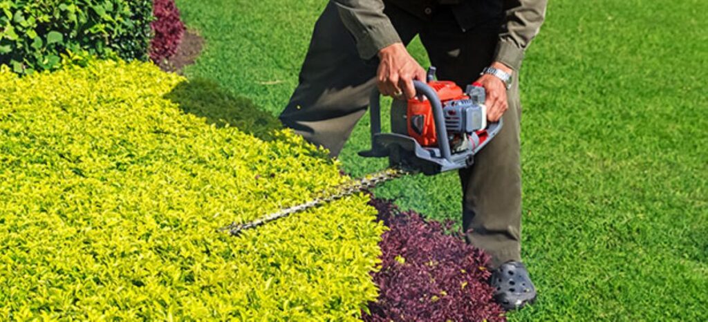 benefits of professional hedge trimming