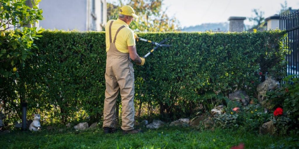 benefits of professional hedge trimming