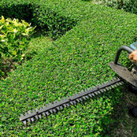 Benefits of Professional Hedge Trimming for Healthy Growth