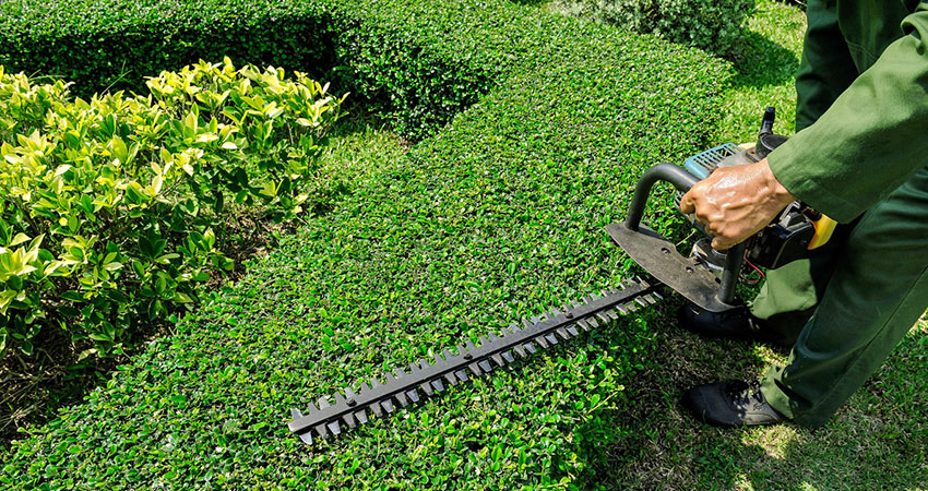 benefits of professional hedge trimming