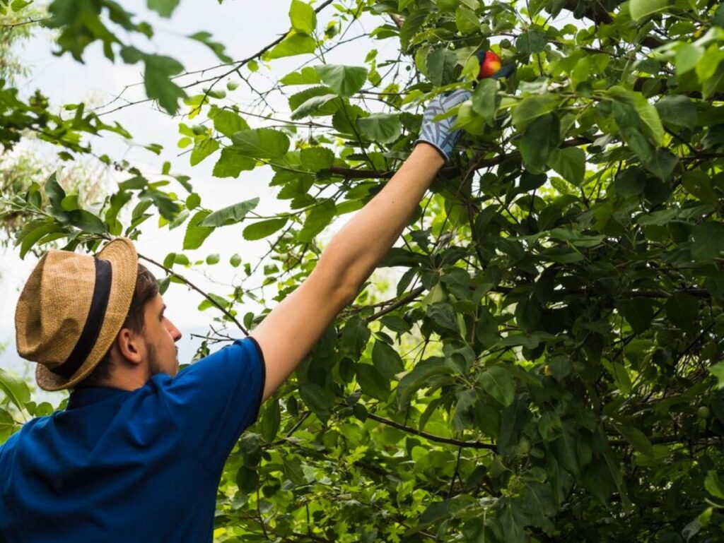 Tree Pruning Pricing