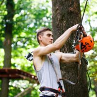 Tree Pruning Pricing: How to Budget for Your Project