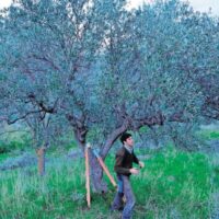 Tree Loppers Near Me and the Everyday Ethics of Urban Tree Care