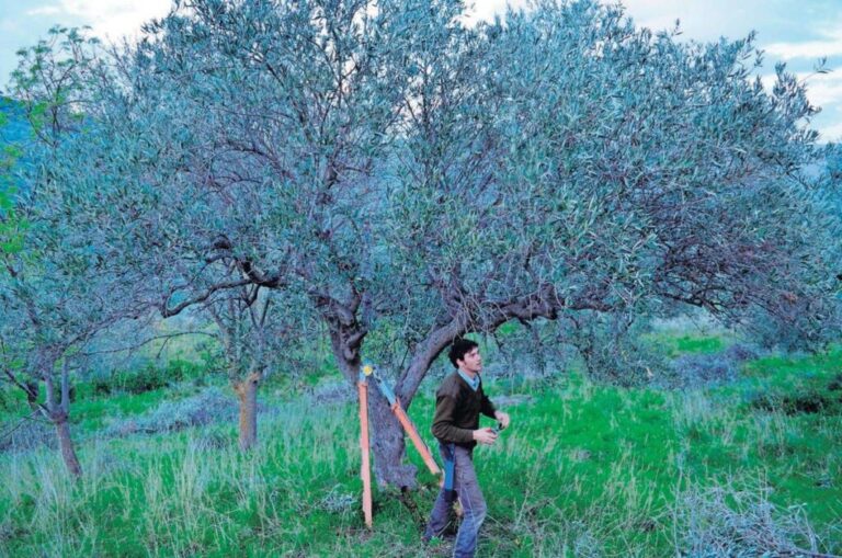 Tree Loppers Near Me and the Everyday Ethics of Urban Tree Care