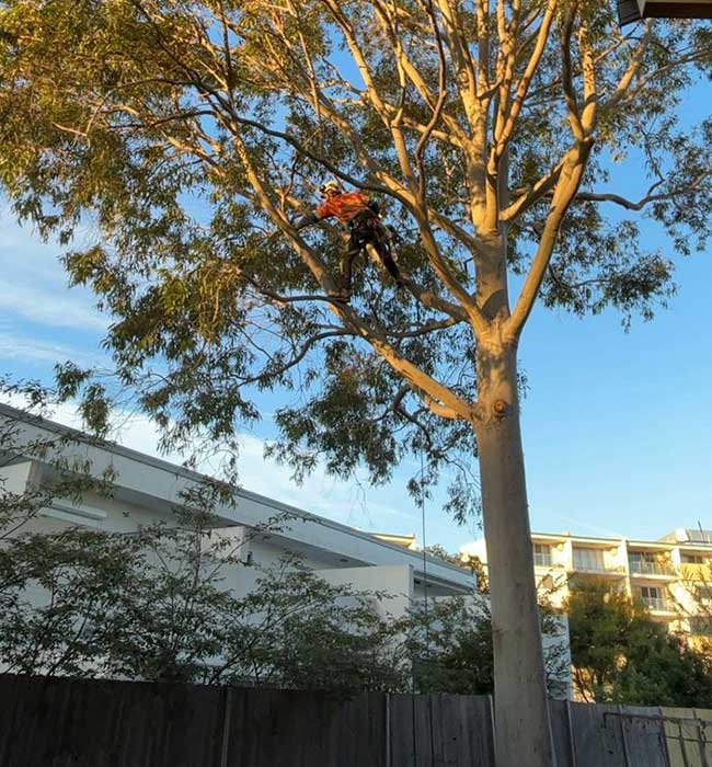 Tree Loppers and the Craft of Maintaining the Urban Canopy