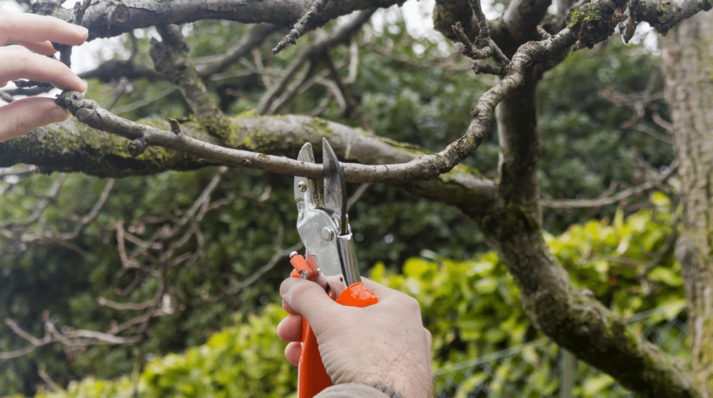 Tree Loppers Near Me and the Everyday Ethics of Urban Tree Care