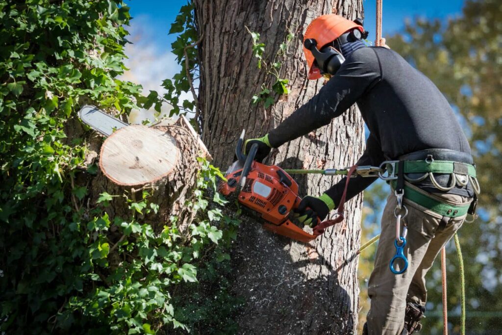 tree removal cost