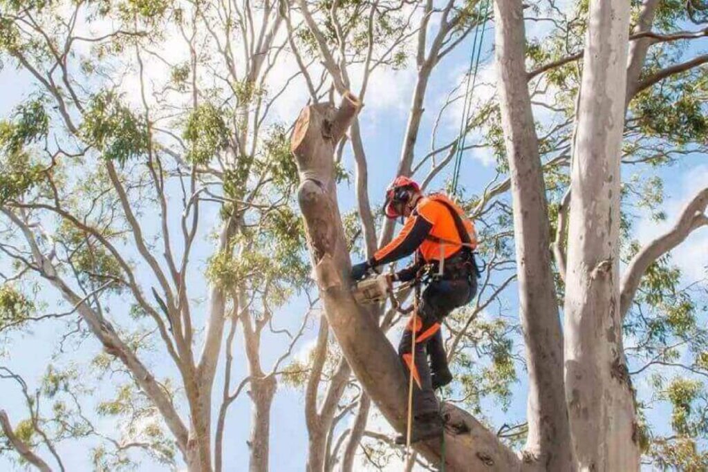 arborist report Sydney